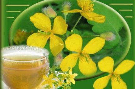 Decoction of celandine herb for fungi